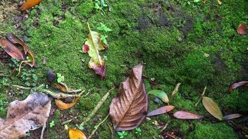 texture de rue moussue avec des feuilles mortes photo