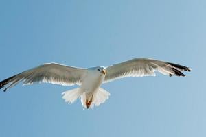 gros plan d'une mouette blanche aux ailes ouvertes vue de face. photo