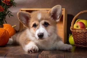 charmant chiot welsh corgi pembroke se trouve à côté de la récolte du jardin, un panier de pommes sur fond sombre photo