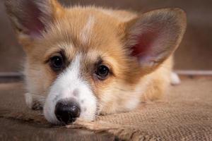 charmant chiot welsh corgi pembroke se trouve et regarde la caméra photo