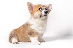 chiot corgi gallois de pembroke assis devant. isolé sur fond blanc photo