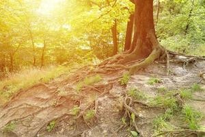 puissantes racines d'un vieil arbre dans la forêt verte pendant la journée photo