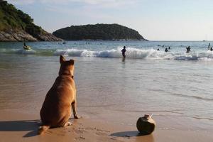 voyage à l'île de phuket, thaïlande. le chien assis et la noix de coco sur une plage près d'une mer. photo