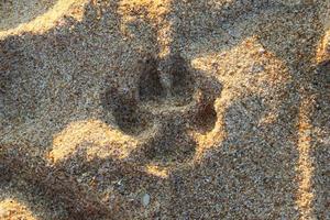 voyage à l'île de phuket, thaïlande. les empreintes de chien sur la plage de sable. photo