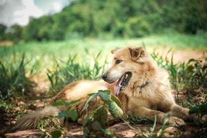 chien golden retriever souriant. chien doré de race pure heureux et actif à l'extérieur dans l'herbe par une journée d'été ensoleillée avec une application ou une action d'effet de filtre instagram vintage rétro photo