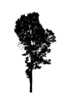 silhouette d'arbre pour pinceau sur fond blanc photo