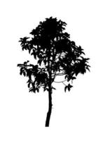 silhouette d'arbre pour pinceau sur fond blanc photo