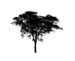 silhouette d'arbre pour pinceau sur fond blanc photo