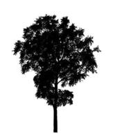 silhouette d'arbre pour pinceau sur fond blanc photo