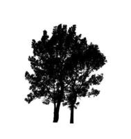 silhouette d'arbre pour pinceau sur fond blanc photo