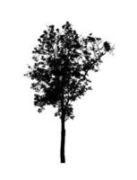 silhouette d'arbre pour pinceau sur fond blanc photo