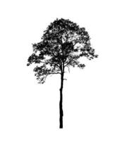 silhouette d'arbre pour pinceau sur fond blanc photo