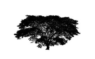 silhouette d'arbre pour pinceau sur fond blanc photo