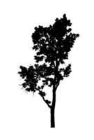 silhouette d'arbre pour pinceau sur fond blanc photo