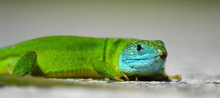 lézard vert mâle à tête bleue photo