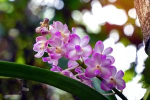 gros plan d'un beau bouquet de fleurs d'orchidées roses sur un arbre. mise au point douce et sélective. photo