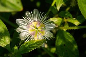 rambusa ou passiflora foetida est une plante qui a de petits fruits, beaucoup de gens l'appellent une mini marquisa dont les fruits peuvent être mangés. photo