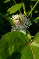 rambusa ou passiflora foetida est une plante qui a de petits fruits, beaucoup de gens l'appellent une mini marquisa dont les fruits peuvent être mangés. photo