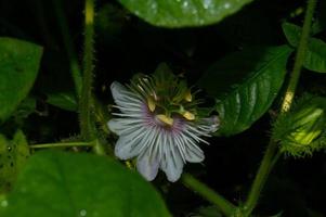 rambusa ou passiflora foetida est une plante qui a de petits fruits, beaucoup de gens l'appellent une mini marquisa dont les fruits peuvent être mangés. photo