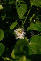 rambusa ou passiflora foetida est une plante qui a de petits fruits, beaucoup de gens l'appellent une mini marquisa dont les fruits peuvent être mangés. photo