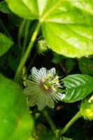 rambusa ou passiflora foetida est une plante qui a de petits fruits, beaucoup de gens l'appellent une mini marquisa dont les fruits peuvent être mangés. photo