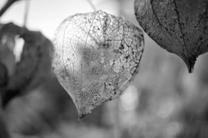 physalis photographié en noir et blanc, dans lequel la coquille de lampion s'est désintégrée photo