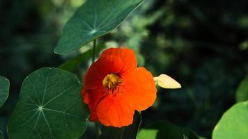 capucine en fleur orange sur le buisson dans le jardin. épice pour les salades dans la cuisine photo