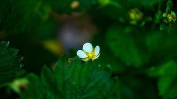 fraisier avec des fleurs de terre blanche dans le jardin. fruits pas encore mûrs photo