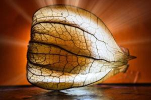 physalis illuminé. les rayons lumineux brillent derrière le fruit au-delà du côté. vitamine C photo