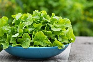 feuilles de salade fraîches dans le jardin photo