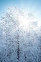 arbres couverts de givre. photo