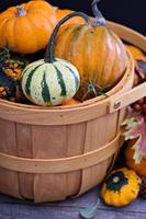 citrouilles et variété de courges photo