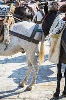 vue sur les chevaux photo