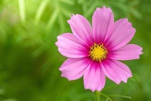 gros plan macro fleur rose photo