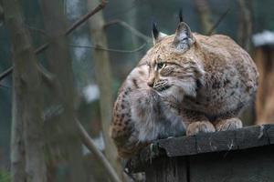 portrait de lynx eurasien photo