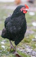 poule à la ferme photo