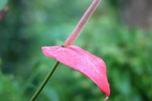 L'anthurium, également appelé fleur de flamant rose ou plante d'amour hawaïenne, est cultivé pour ses spathes de fleurs aux couleurs vives et ses feuilles ornementales vert foncé. photo