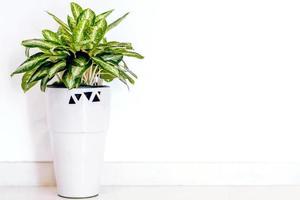 plante ornementale en gros plan dans des pots en céramique blanche et mur de fond de bâtiment photo