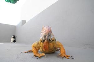 jeune iguane mâle coloré photo