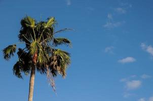 palmier dans le vent photo