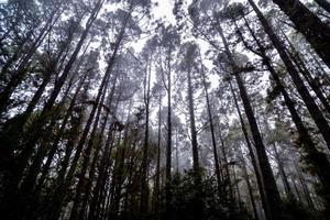 arbres dans la forêt photo