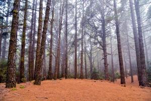 brouillard dans la forêt photo