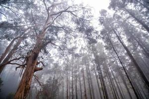 brouillard dans la forêt photo