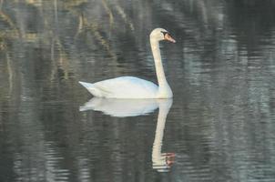 cygne sur le lac photo