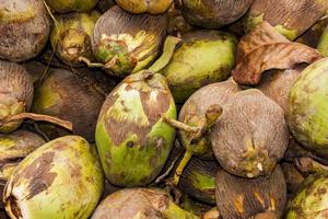 vue sur les noix de coco photo