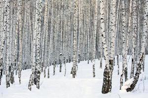 forêt de bouleaux d'hiver, janvier photo
