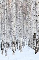 forêt de bouleaux d'hiver, janvier photo