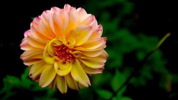 belle et magnifique fleur de pinata dahlia jaune photo