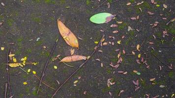 texture de route en béton moussu avec des feuilles tombées et sèches photo