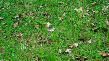 belle herbe verte avec des feuilles sèches en arrière-plan photo